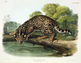 Felis Pardalis (Ocelot of Luipaardkat), plaat 86 uit 